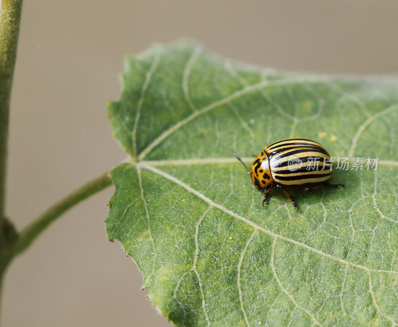 科罗拉多马铃薯甲虫(Leptinotarsa decemlineata)